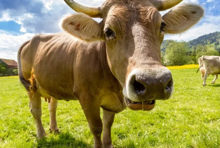 Mahafeed’s liquid fertigation solutions are tailor-made for precision agriculture, offering a balanced nutrient supply directly through irrigation systems for maximum efficiency.