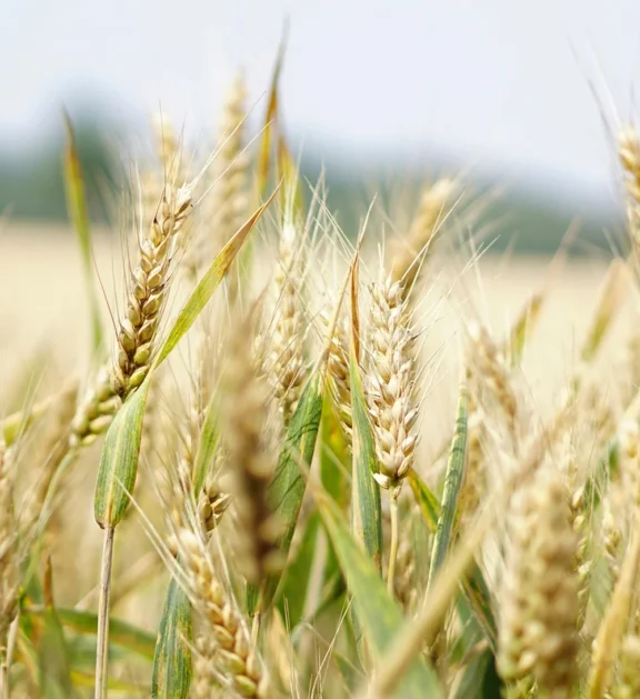 Feature 1, Feature 2, Feature 3 or Short Desc