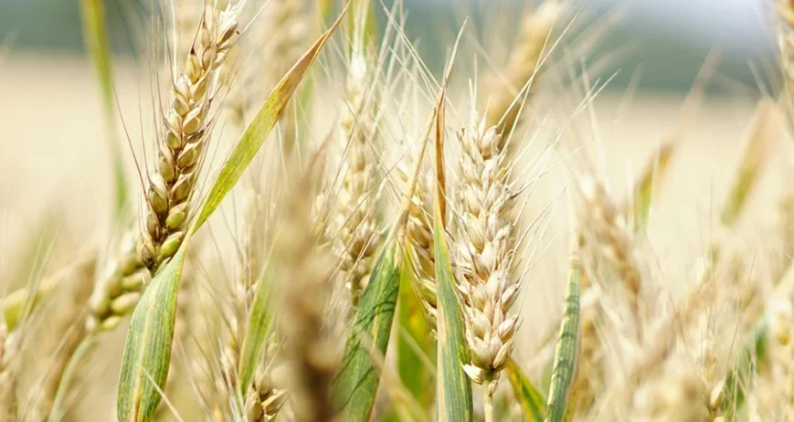 Feature 1, Feature 2, Feature 3 or Short Desc