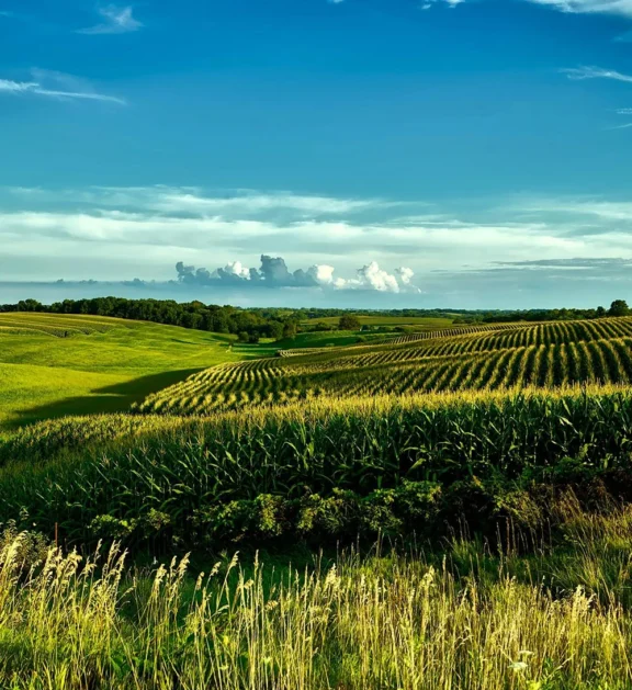 We grow fresh, organic produce using clean methods that protect nature, healthy food.