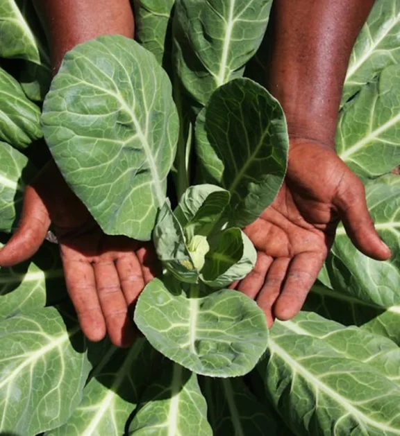 We grow fresh, organic produce using clean methods that protect nature, healthy food.